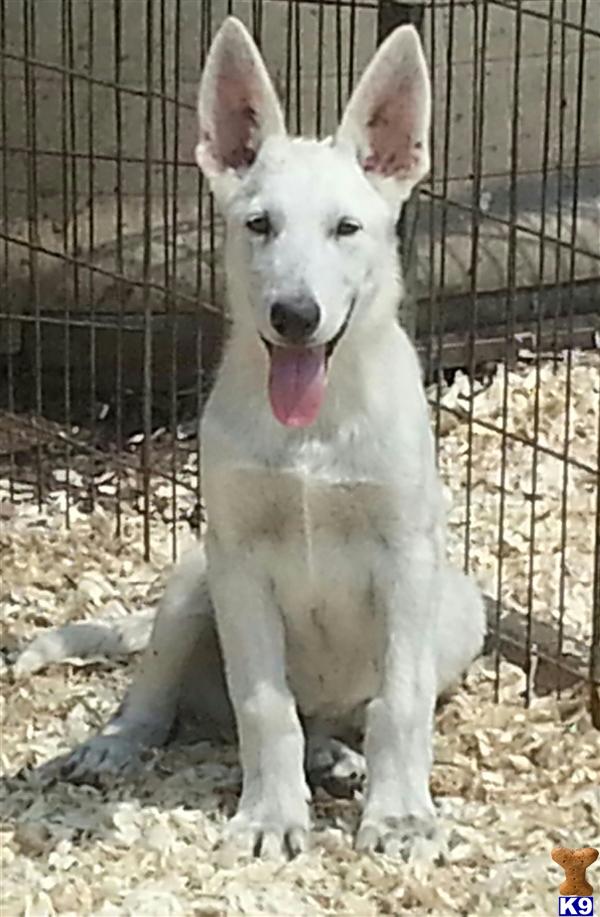 german shepherd puppy posted by Halo German Shepherds